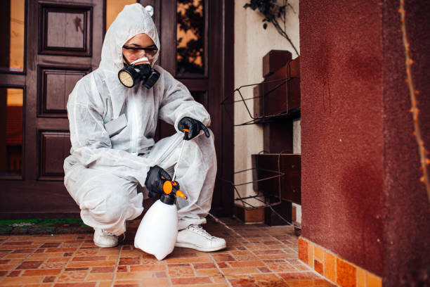 Reliable Wasp Removal contractor in Dunkirk, MD by Show Me Pest Control